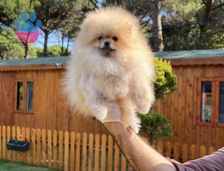 TR De En Güzel Pomeranian - 7252 - Görsel 3