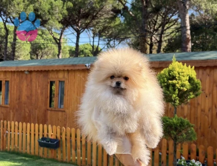 TR De En Güzel Pomeranian - 7252 - Görsel 4