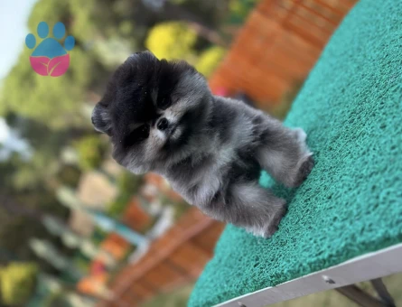 SİYAH Pomeranian Boo Black - 7253