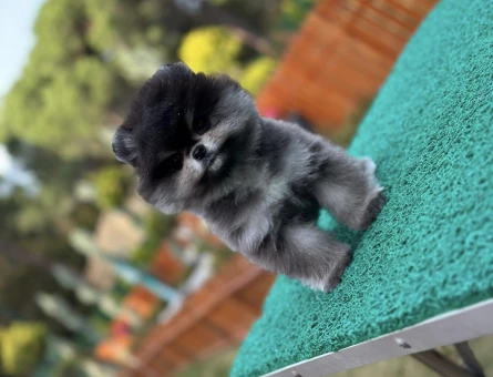 SİYAH Pomeranian Boo Black - 7253
