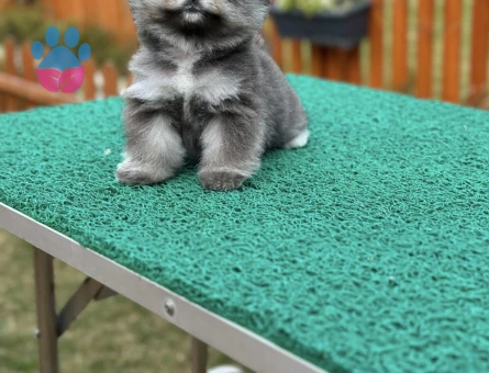 SİYAH Pomeranian Boo Black - 7253 - Görsel 3