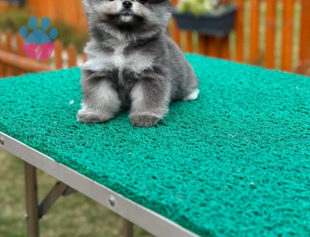 SİYAH Pomeranian Boo Black - 7253 - Görsel 4
