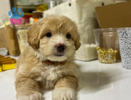 Maltipoo - 7255 - Görsel 3