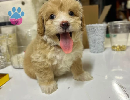 Maltipoo - 7255