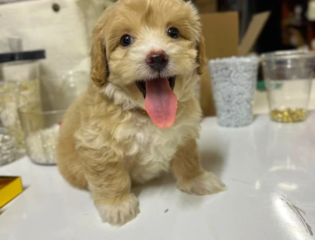 Maltipoo - 7255
