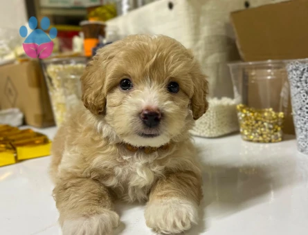 Maltipoo - 7255 - Görsel 4