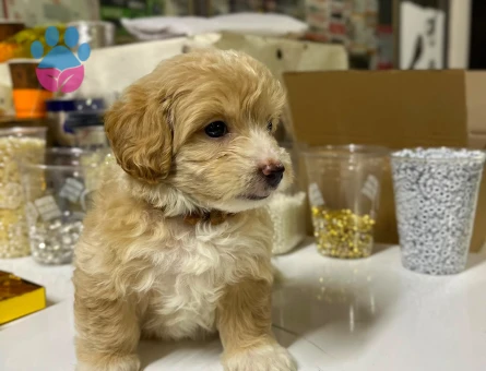 Maltipoo - 7255 - Görsel 5