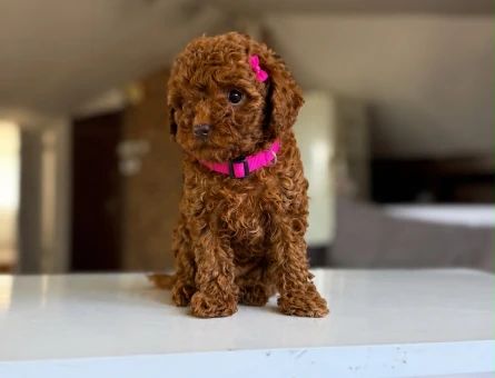 Tatlılığına İlk Görüşte Hayran Olacağınız Poodle Yavruları - 7258