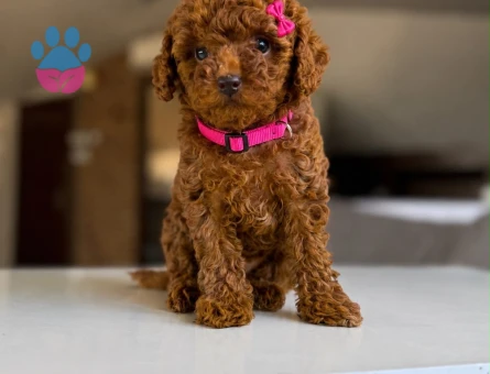 Tatlılığına İlk Görüşte Hayran Olacağınız Poodle Yavruları - 7258 - Görsel 3