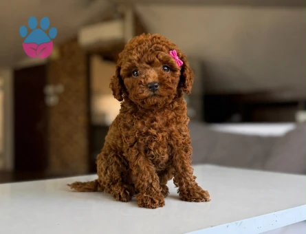 Tatlılığına İlk Görüşte Hayran Olacağınız Poodle Yavruları - 7258 - Görsel 4