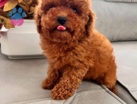 KORE KAN SCRL ANNE BABADAN TOY POODLE YAVRULARI - 7259 - Görsel 3