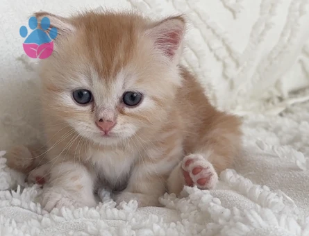 British longhair 1 Aylık dişi - 7128 - Görsel 3