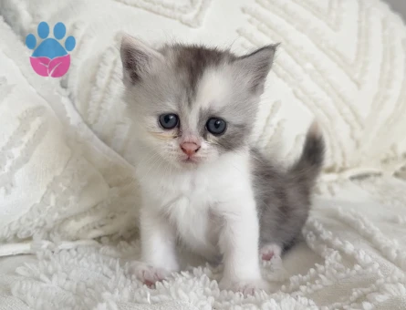 British longhair 1 Aylık dişi - 7128 - Görsel 2