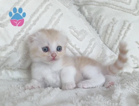 British longhair 1 Aylık dişi - 7128 - Görsel 4