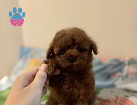 SHOV KALİTE TOY POODLE  YAVRULARI - 7260
