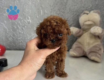 SHOV KALİTE TOY POODLE  YAVRULARI - 7260 - Görsel 3