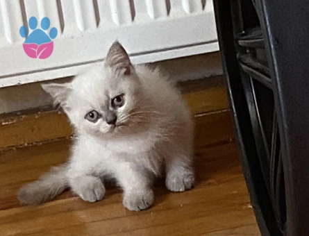 British Shorthair, Longhair ve bluepoint yavrularımız - 7265