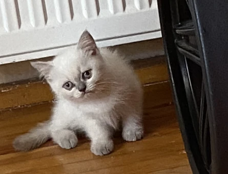 British Shorthair, Longhair ve bluepoint yavrularımız - 7265