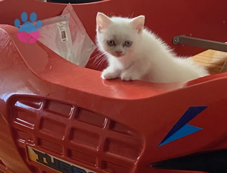 British Shorthair, Longhair ve bluepoint yavrularımız - 7265 - Görsel 3