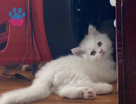 British Shorthair, Longhair ve bluepoint yavrularımız - 7265 - Görsel 5
