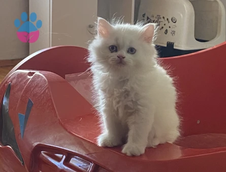 British Shorthair, Longhair ve bluepoint yavrularımız - 7265 - Görsel 4