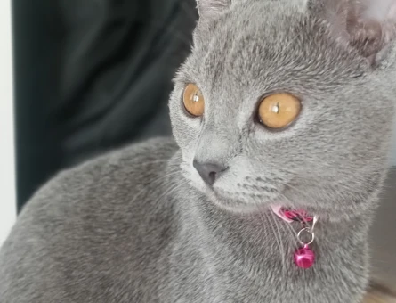 British Shorthair Tatlı kızıma yeni yuva - 7266