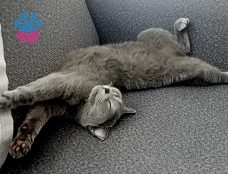 British Shorthair Tatlı kızıma yeni yuva - 7266 - Görsel 3