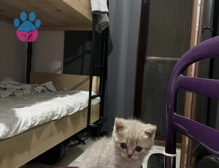 British Shorthair Hareketli 2 Aylık - 7269 - Görsel 3