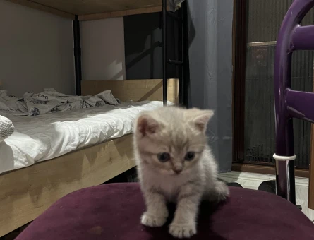 British Shorthair Hareketli 2 Aylık - 7269