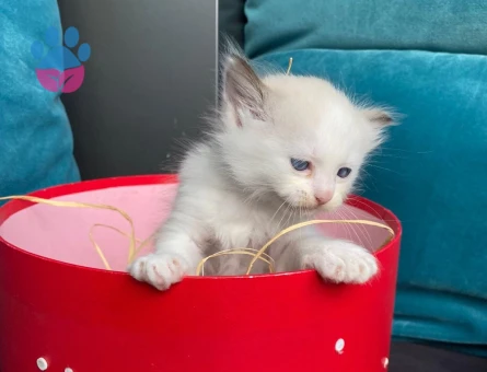 Safkan Ragdoll 2 Aylık