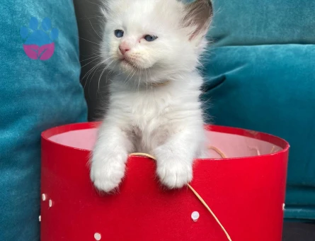Safkan Ragdoll 2 Aylık