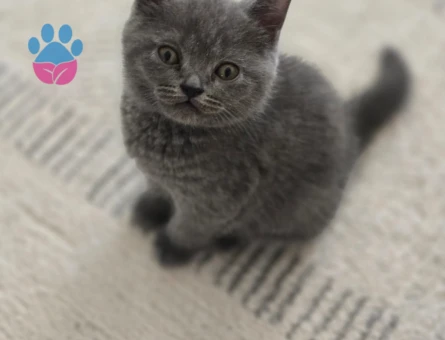 British Shorthair Yavru kedi - 9009 - Görsel 2