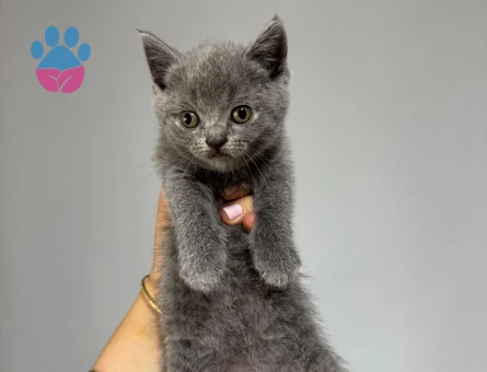 British Shorthair Yavru kedi - 9009 - Görsel 3