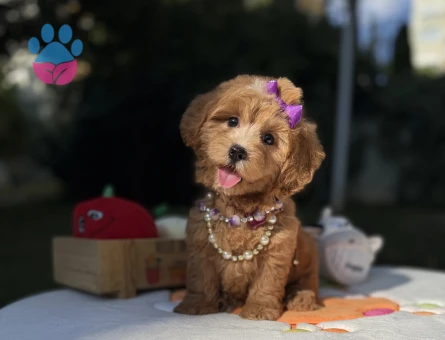Eşsiz Güzellikte Maltipoo Mini Yavrular - 9014