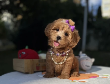 Eşsiz Güzellikte Maltipoo Mini Yavrular - 9014