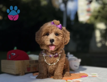 Eşsiz Güzellikte Maltipoo Mini Yavrular - 9014 - Görsel 5