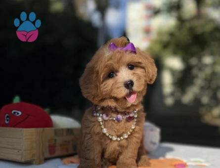 Eşsiz Güzellikte Maltipoo Mini Yavrular - 9014 - Görsel 3
