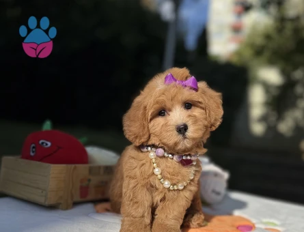 Eşsiz Güzellikte Maltipoo Mini Yavrular - 9014 - Görsel 4