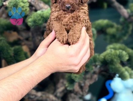 2 Aylık Toy Poodle Yavrularımız - 9016 - Görsel 2