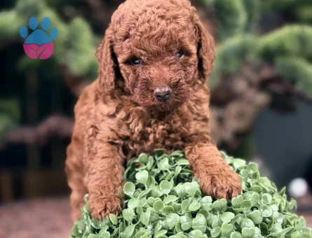 2 Aylık Toy Poodle Yavrularımız - 9016 - Görsel 3