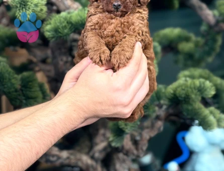 Şahane Yavrular Safkan Toy Poodle - 9017 - Görsel 2