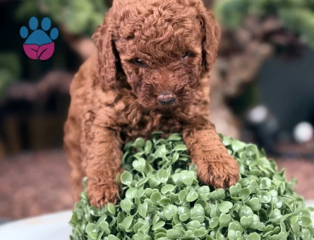 Şahane Yavrular Safkan Toy Poodle - 9017 - Görsel 3