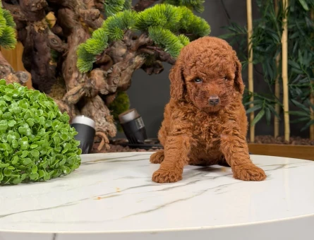 Safkan Sevimli Toy Poodle Yavrularımız - 9018