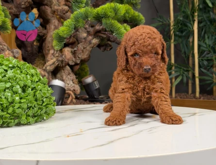 Safkan Sevimli Toy Poodle Yavrularımız - 9018 - Görsel 3