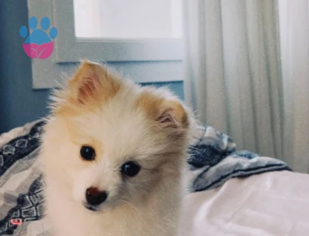 Dişi Pomeranian - 9019