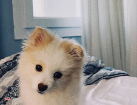 Dişi Pomeranian - 9019