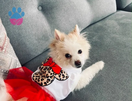 Dişi Pomeranian - 9019 - Görsel 3
