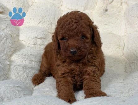 Toy Poodle Mükemmel Yavrularımız 2 Aylıklar - 9020 - Görsel 3