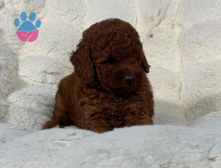 Toy Poodle Mükemmel Yavrularımız 2 Aylıklar - 9020