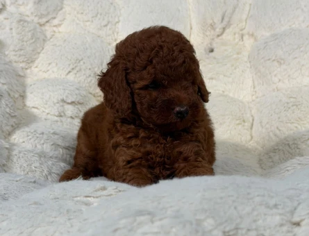 Toy Poodle Mükemmel Yavrularımız 2 Aylıklar - 9020